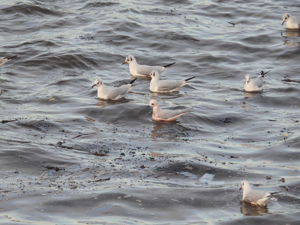 Ross’s Gull and Black-headed Gulls South Shields