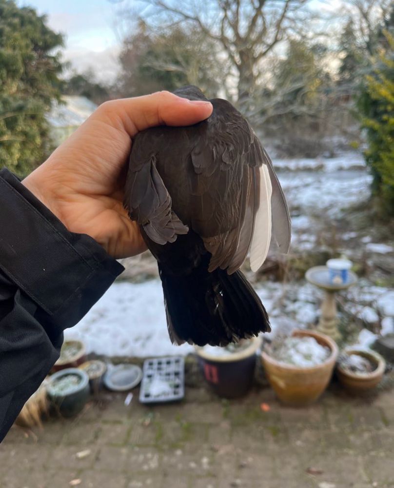 A leucistic blackbird 
