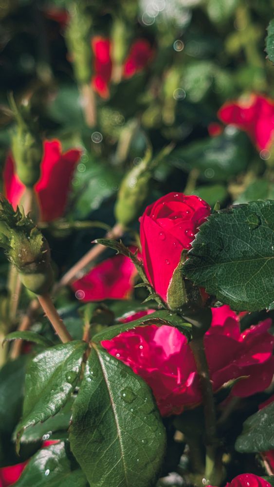 Nahaufnahme mehrerer roter Rosen mit Wassertropfen auf Blüten und Blättern bei Tageslicht.