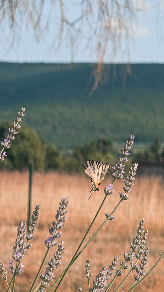 Ein Segelfalter sitzt auf einer Lavendelblüte, dahinter ein Feld und grüne Hügel.