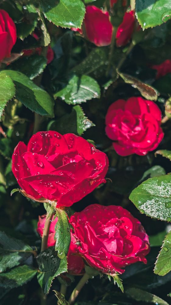 Nahaufnahme mehrerer roter Rosen mit Wassertropfen auf Blüten und Blättern bei Tageslicht.