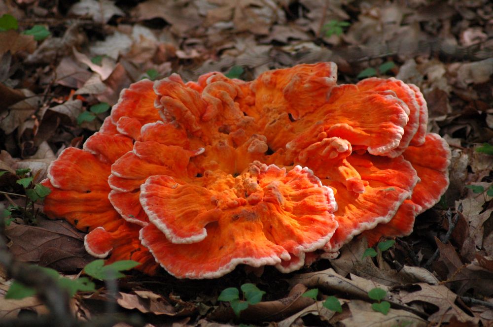 A reallly REALLY orange fungus on the ground, surrounded by dry leaves and tiny green plants. The fungus is ruffly, and the ruffles have white edges. (I think it's a chicken of the woods, but I'm no expert.)