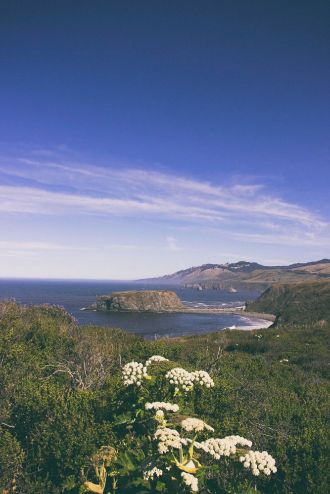 Color photo of Ghost Rock at the mouth of the Russian River at the Pacific Ocean.  The sky is blue with wispy white clouds and there are white flowers in the foreground drawing your eyes to the ocean.