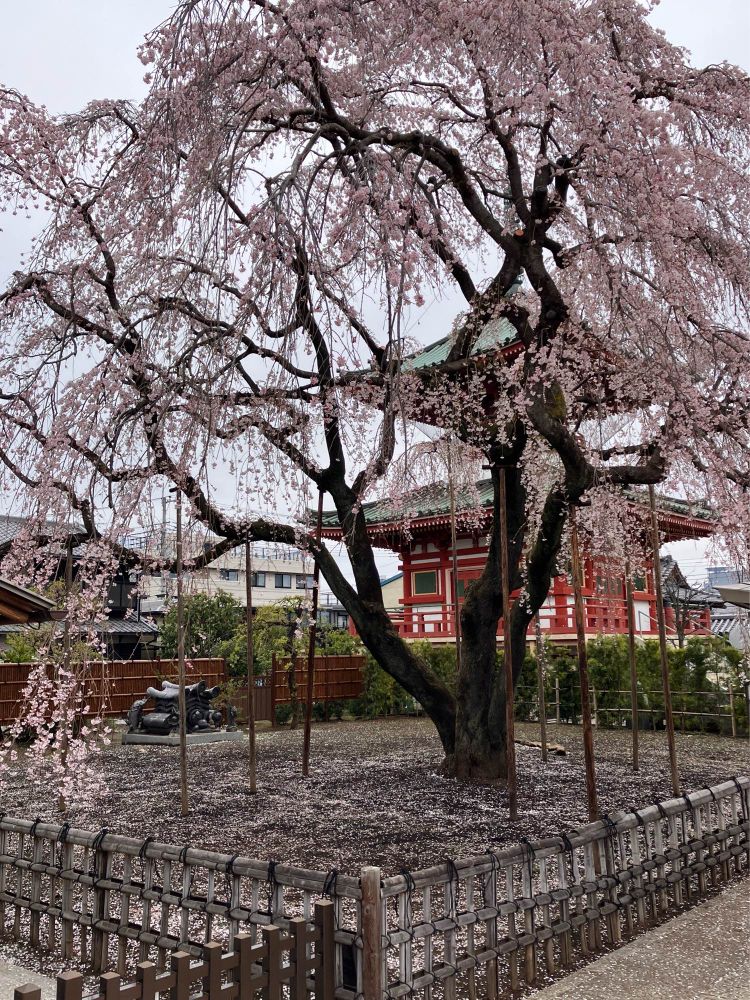 圓乗院の枝垂れ桜が満開の写真