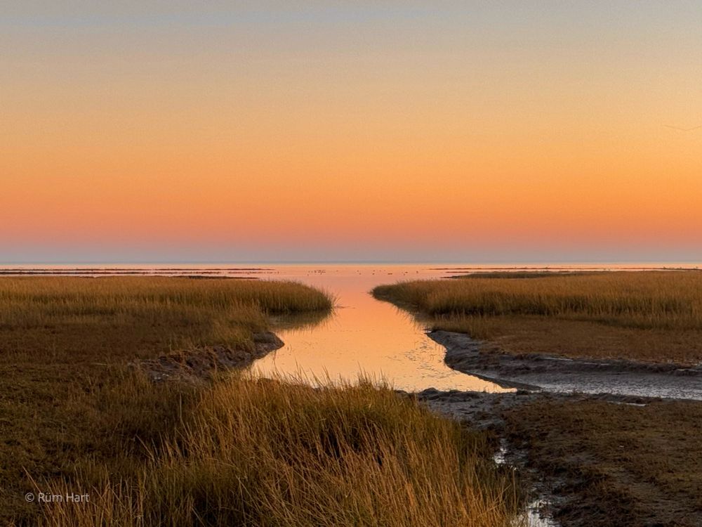 Die Salzwiese an der Nordseeküste im Sonnenuntergang mit einem schmalen Wasserlauf, der sich durch das hohe, goldbraune Gras schlängelt. Der Himmel zeigt einen sanften Farbverlauf von Orange zu Hellblau am Horizont.