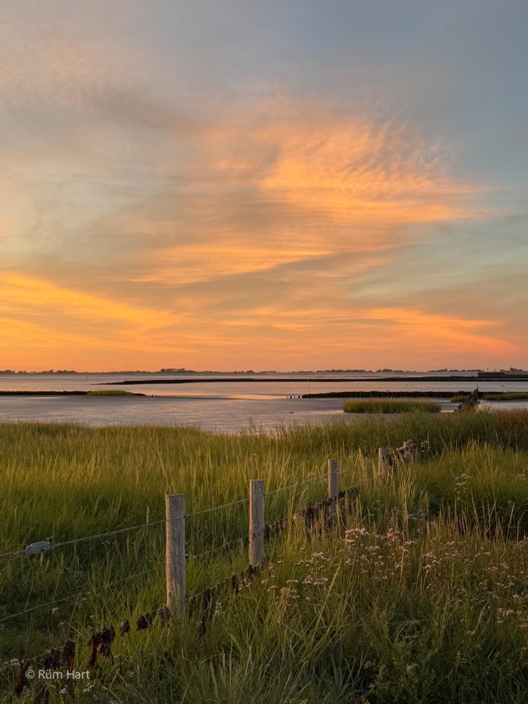 Ein Weidezaun verläuft durch die Salzwiesen. Vor dem Zaun stehen Wildkräuter im hohen Gras. Im Hintergrund befindet sich die Nordsee. Am blauen Himmel ist ein gelber Sonnenuntergang zu sehen. 