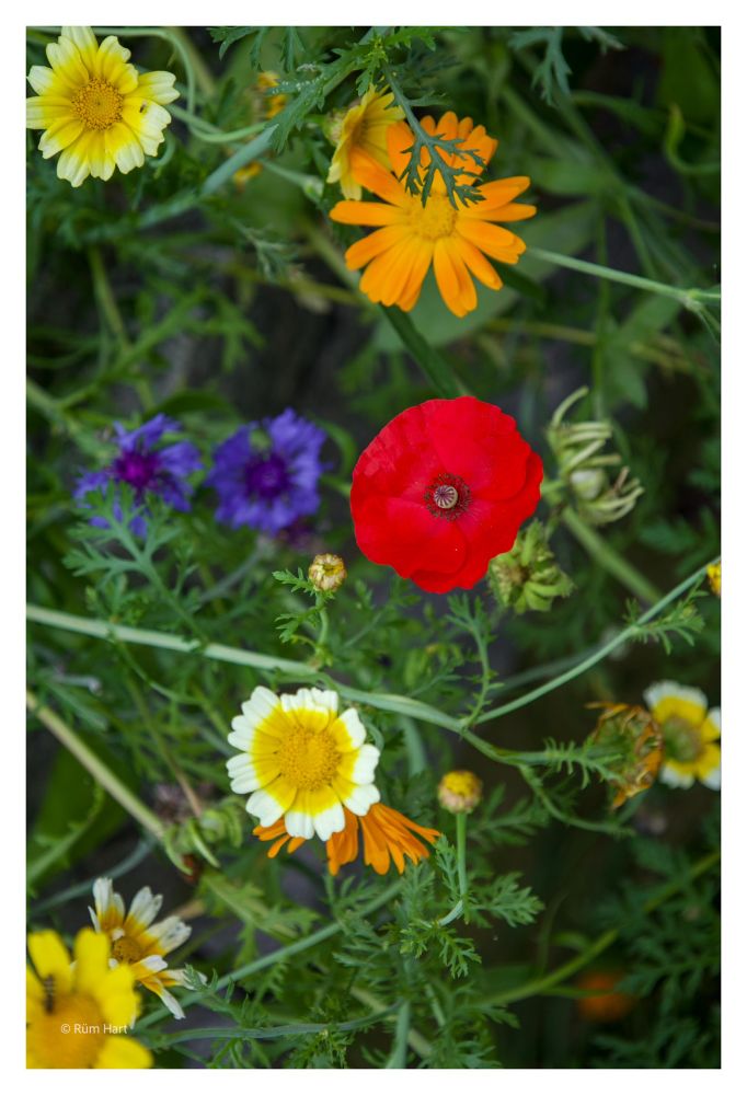 Blick von oben auf eine bunte Blumenwiese, der Fokus liegt auf der Blüte eines roten Mohns. 