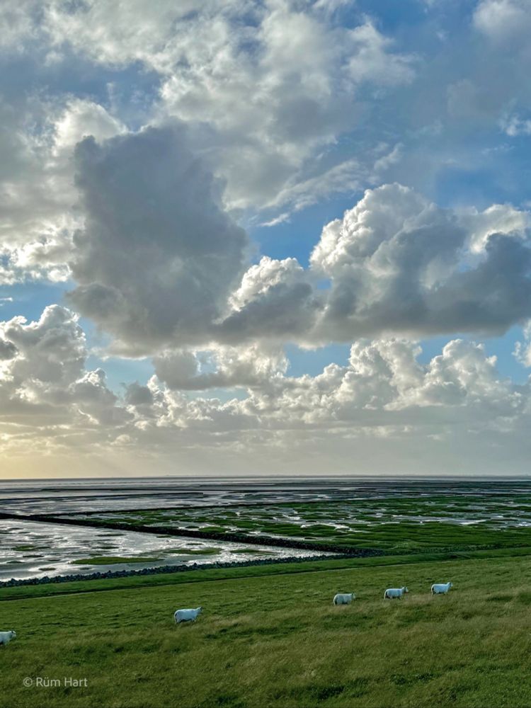 Fünf Schafe bewegen sich auf einem grünen Deich hintereinander. Im Hintergrund ist das Watt. Der Himmel ist blau und bewölkt. 