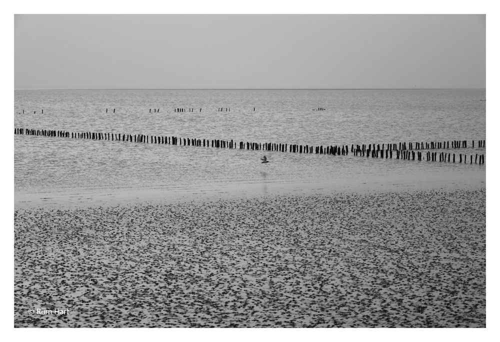 Die Nordsee bei ablaufendem Wasser. Im Vordergrund ist das Watt, dahinter befinden sich in der Nordsee mehrere Lahnungen. Ein Austernfischer fliegt vor den Lahnungen über die Wasserfläche. 