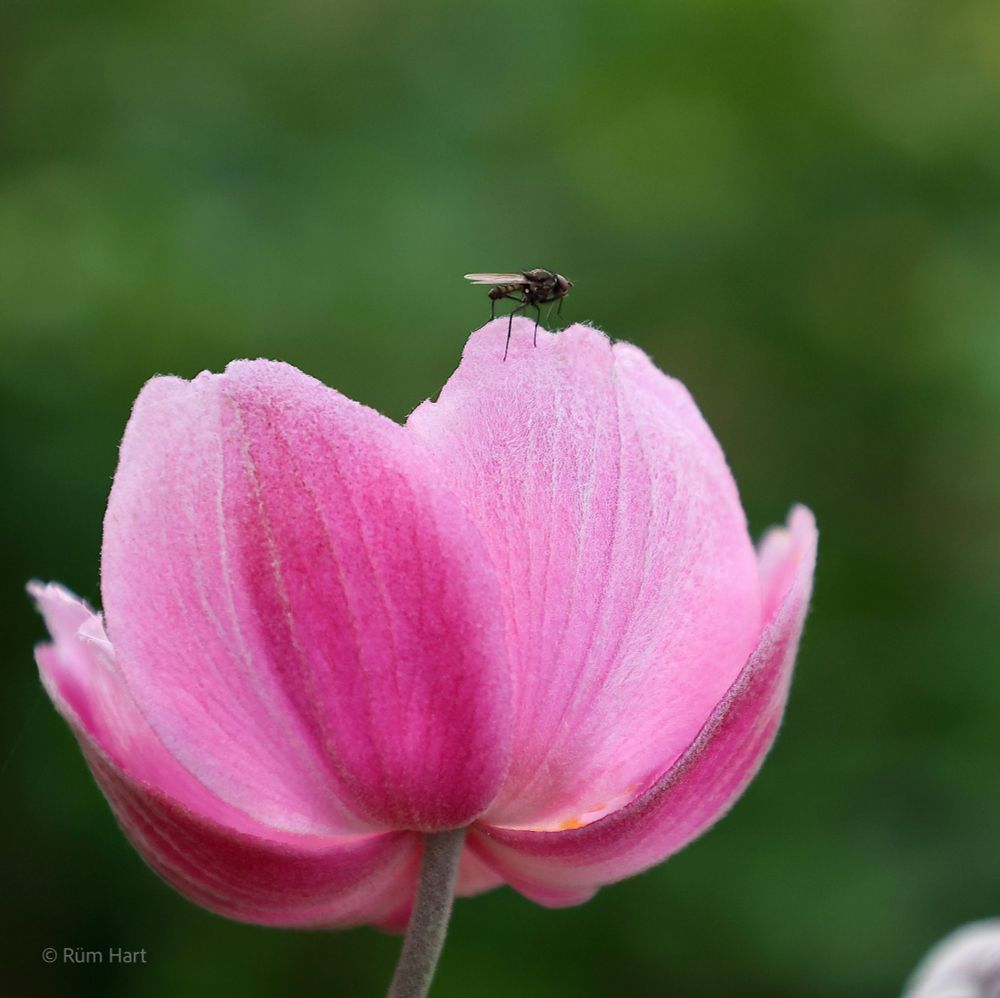 Eine rosa-pinkfarbene Anemone in Seitenansicht, leicht von unten fotografiert. Auf dem Blütenrand sitzt eine Fliege. Der Hintergrund ist grün. 