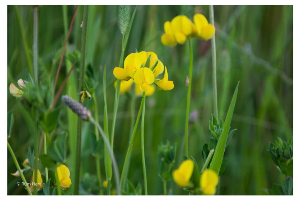 Hornklee steht im Gras. 