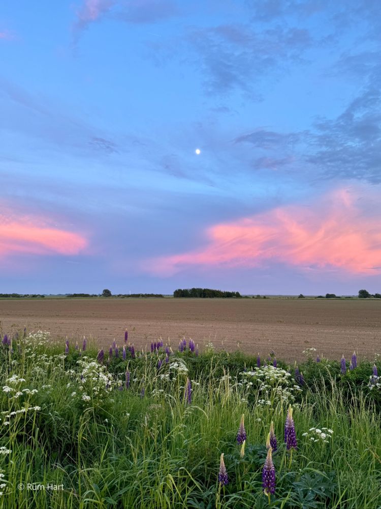 Eine Landschaft am Abend. Im Vordergrund befindet sich hohes Gras, dazwischen stehen Lupinen und Wilde Möhre. Dahinter ist ein unbestelltes Feld, im Hintergrund in weiter Ferne stehen Bäume. Der Himmel ist blau und rosafarbene Wolken leuchten
am Himmel.