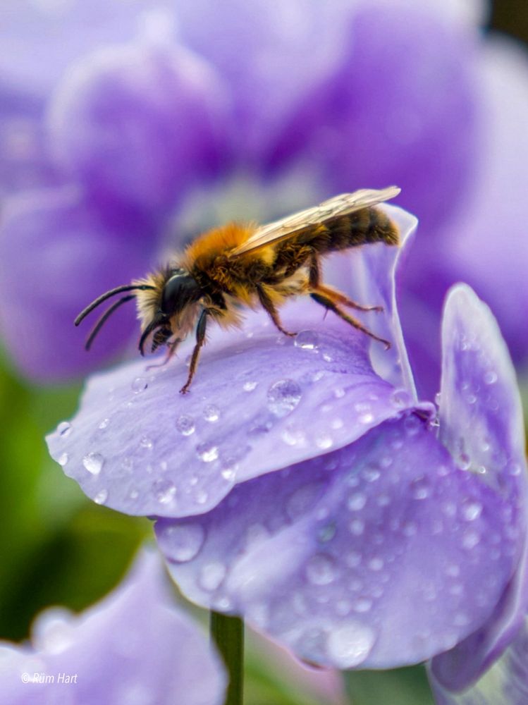 Eine Rotschopfige Sandbiene sitzt in Nahaufnahme auf einer Blüte von einem Hornveilchen. Auf der fliederfarbenen Blüte sind Wassertropfen.