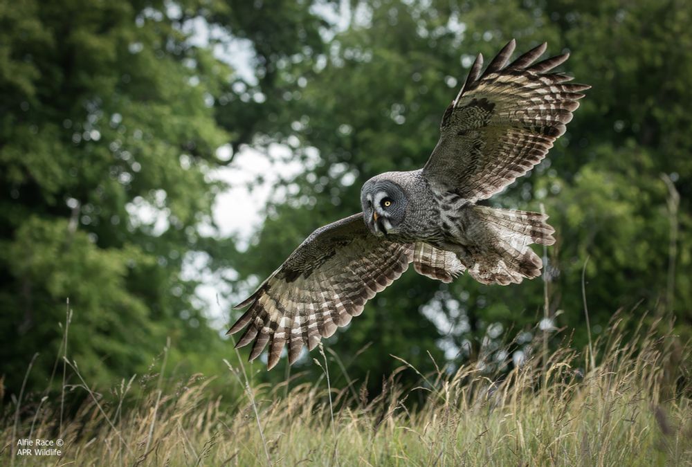 Great Grey Owl 🦉 | Strix nebulosa
———————————————————————
Fun Fact 🔍 - They’re known for crashing into snow to catch rodents, especially voles. A Great Grey Owl can hear and dive through snow more than a foot deep to grab its hidden prey.
———————————————————————
• Equipment - Canon 1DX Mark 1 
• Canon EF 100-400mm f.4 
———————————————————————
Alfie Race | Young Amateur Wildlife Photographer 📸