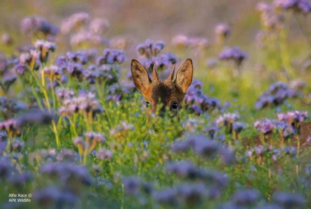 Roe Deer 🦌 | Capreolus capreolus
———————————————————————
Fun Fact 🔍 - During the rutting season (July–August), bucks chase does in tight figure-8 circles across meadows, sometimes wearing down grass trails known as “roe rings.”
———————————————————————
• Equipment - Canon 1DX Mark 1 
• Canon EF 600mm f.4 
———————————————————————
Alfie Race | Young Amateur Wildlife Photographer 📸
