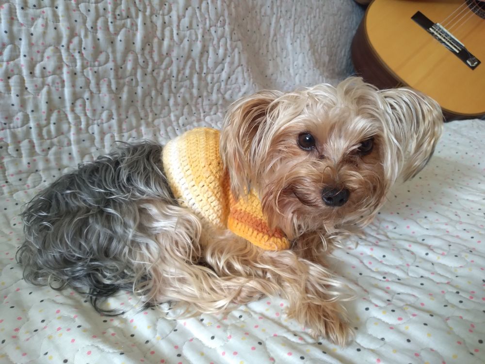 um yorkshire terrier de suéter amarelo deitado no sofá está olhando para a câmera. Lá atrás tem um violão sendo segurado por alguém.