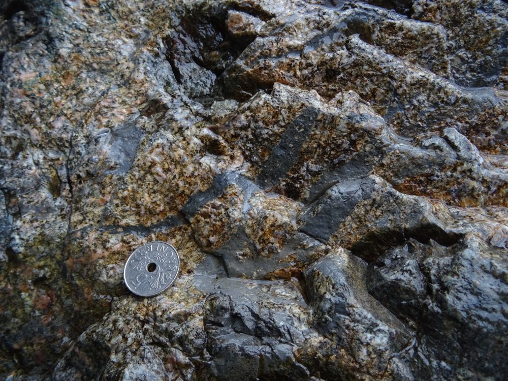 Photograph of pristine pseudotachylyte (fossil earthquake) in a rock. A coin is shown for scale.