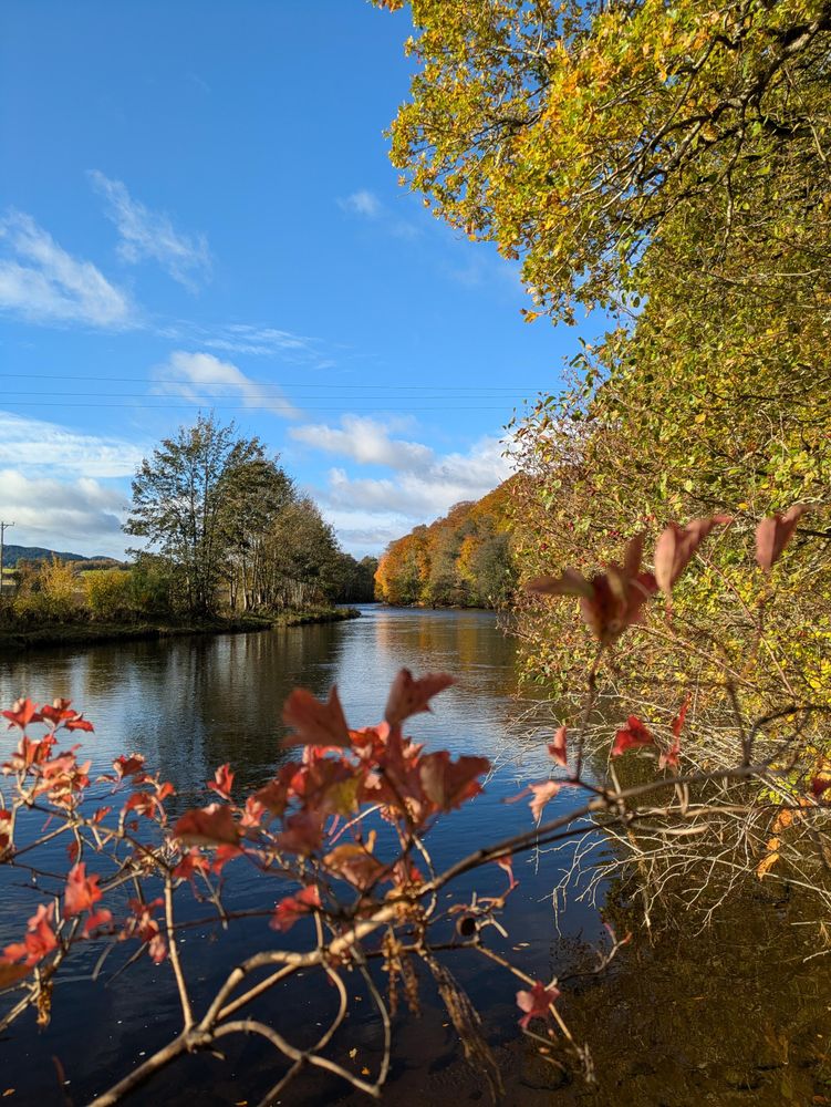 A wide river with trees turning gold and red along it's bank and blue skies above.