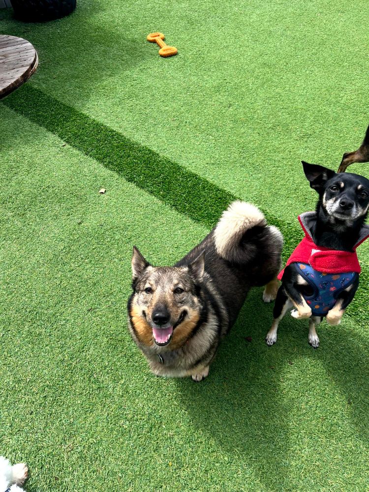 A seemingly happy dog, but can anything be truly happy knowing Target is suffering from the lingering effects of COVID?