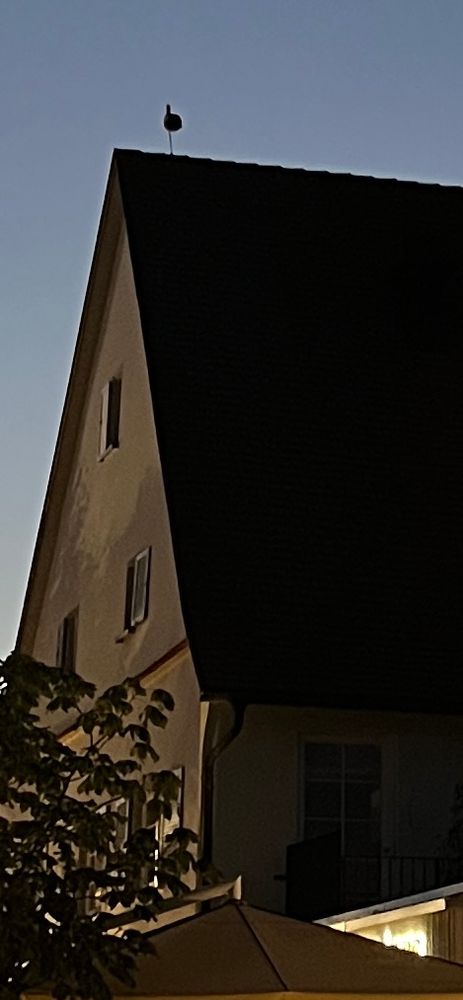 Storch steht auf einem Bein hoch oben auf einem Hausdach und schläft 