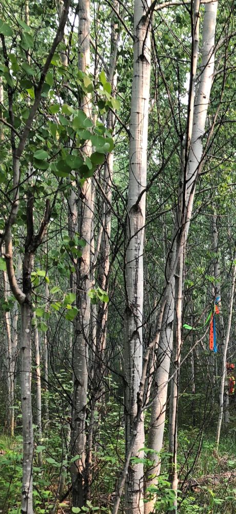 photo of trees