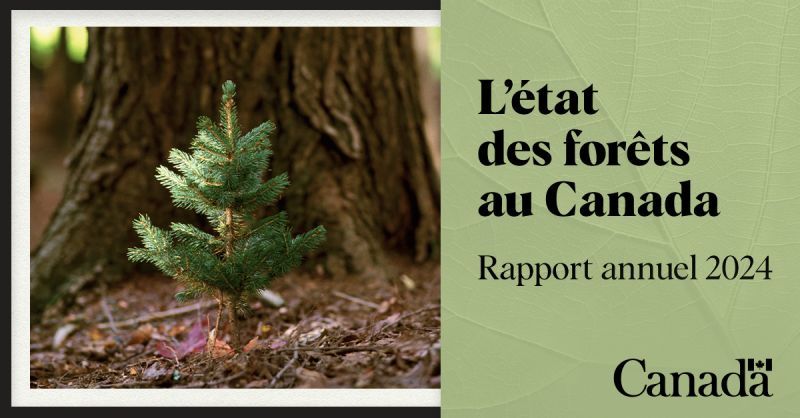 Couverture du rapport annuel sur L’état des forêts au Canada : Un petit arbre à feuilles persistantes devant un grand tronc d'arbre