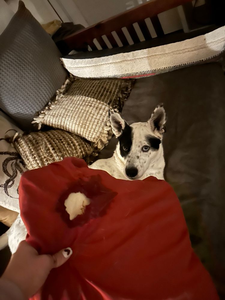 A dog who looks guilty (but isn’t) lays on a bed and the person taking the picture is holding a red pillow with a hole in it surrounded by dog slobber

Also if you’re wondering she’s a pit/husky/german Sheppard mix- white coat with black spots, a large black spot over her right eye which is brown, and her left eye is blue. She has big ole ears. She is objectively very cute