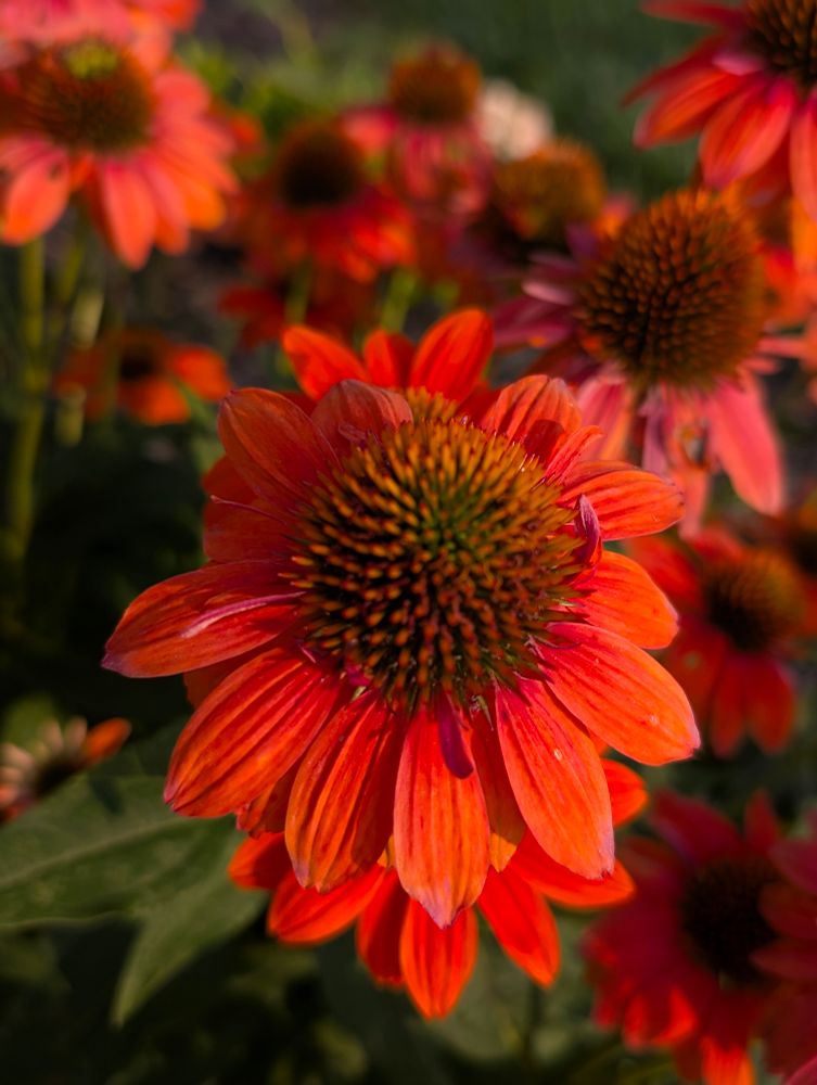 A blooming orange cone flower in full sun. They are pollinator magnets, BTW.