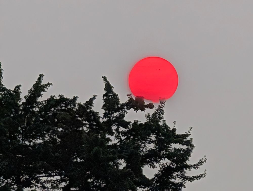 Three shots of the sun just sitting atop a tree limb. 1 shows the sun as orange, the next as yellowish with a distinct orange limb, the last as white.

These photos aren't retouched or altered at all. Unintentional hand quivers shifted the lens just enough to record the light differently. 

There is a band of clouds slightly obscuring the bottom edge. The cloud is exactly the same color as the sky behind the tree & sun, so it's not distinguishable.
