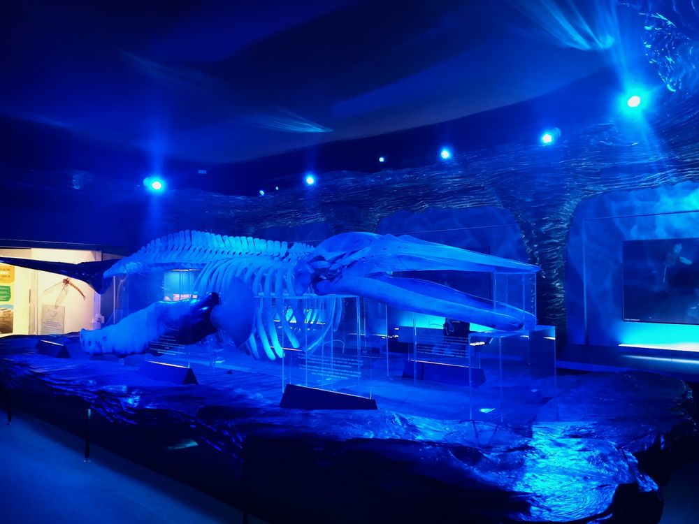 Museumshalle in blau, großes Buckelwal-skellett ausgestellt
