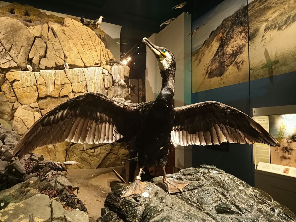 Künstlicher Felsen mit einem Kormoran der die Flügel spreizt