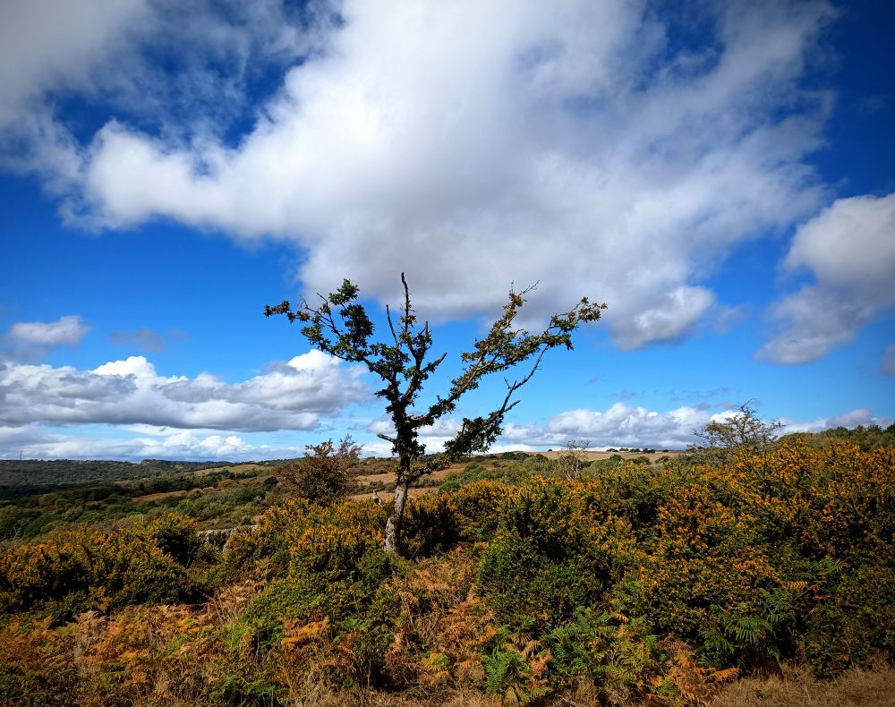 Blick in die Landschaft blauer Himmel mit dicken weißen Wolken,niedriger Pflanzenwuchs auf einem breiten Hügel,ein etwas struppiger kleiner Baum steht mittig im Bild 