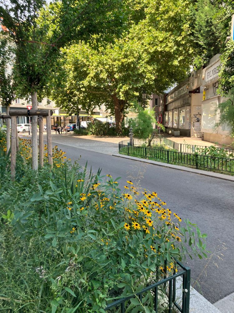 Das Foto zeigt Straße, die begrünt ist, im Hintergrund Bäume. Foto: VCÖ