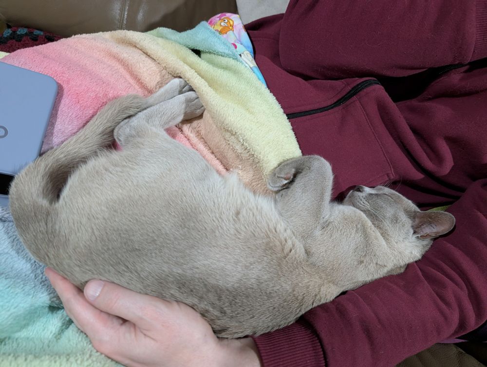A grey cat flopped on his back into the arm of someone wearing a burgundy jumper.