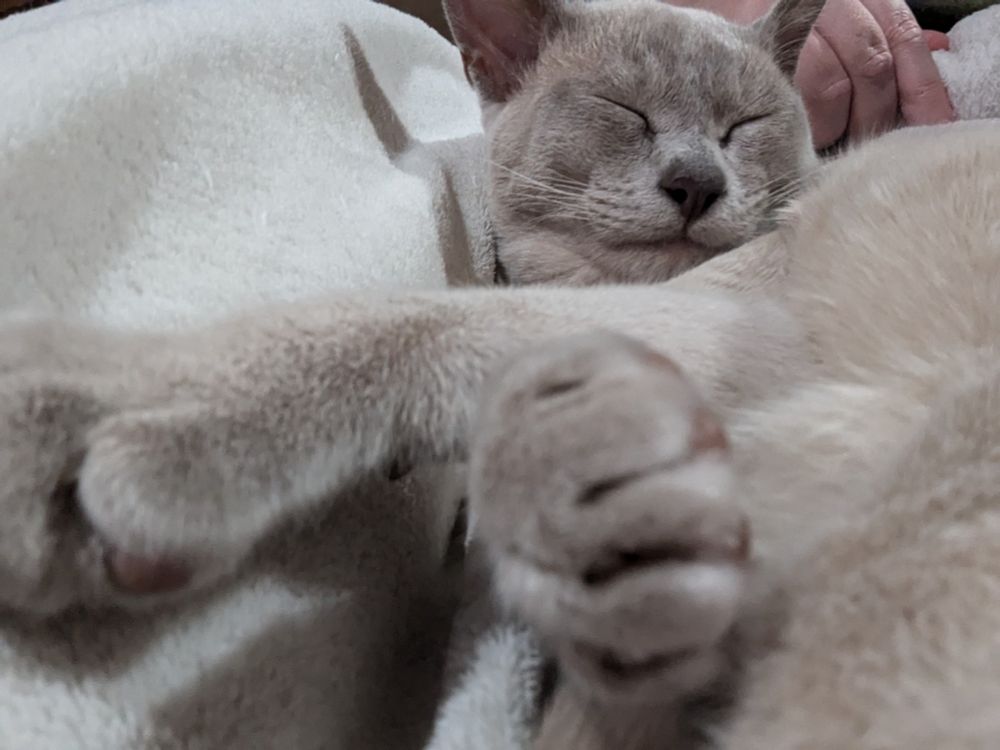 A 'selfie' style picture of a lilac kitten, paws crossed in the foreground.