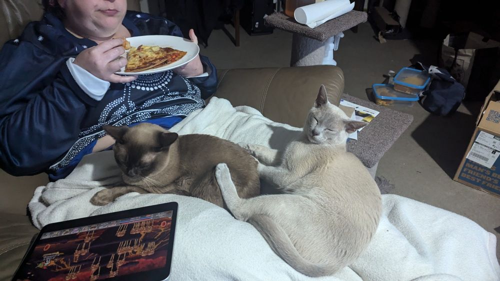 Two cats on my lap almost cuddling while I eat pizza