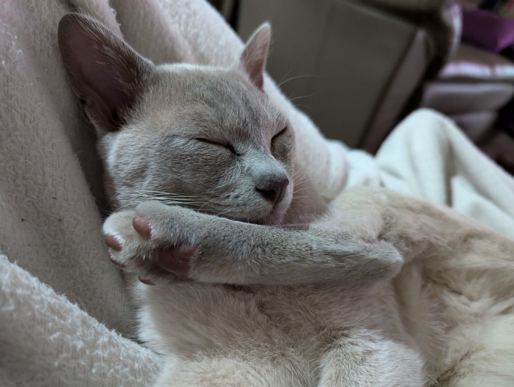 Grey kitten on white blanket..one back paw is showing toe beans and is somehow near his mouth.