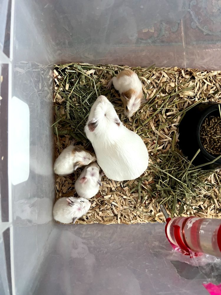 Snuggles and her 4 babies!