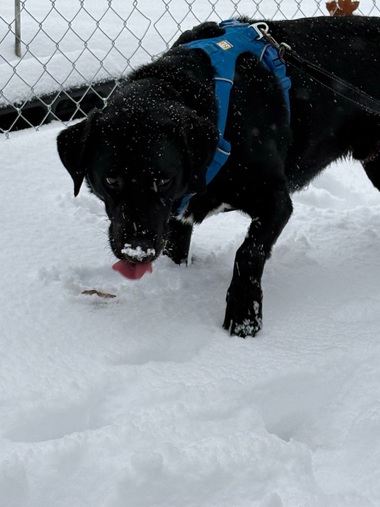 A black dog in a blue harness furtively eating snow