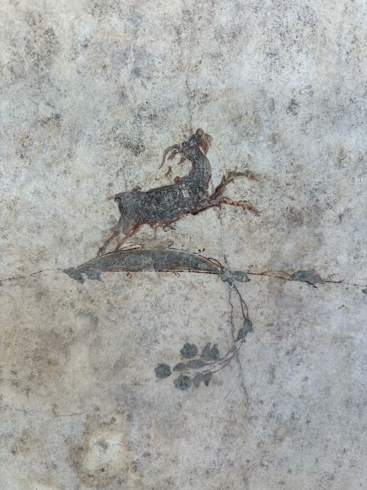 A lovely ram on a tendril, Oplontis