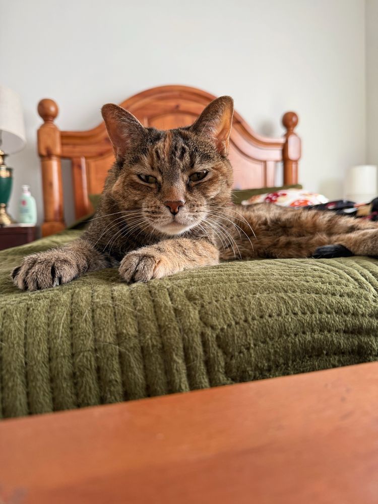 A brown and orange tabby cat laying on the foot of my bed, she has her paws out and she’s just waking up and still looks sleepy. My bed is an orangey oak color and my comforter is green. 
