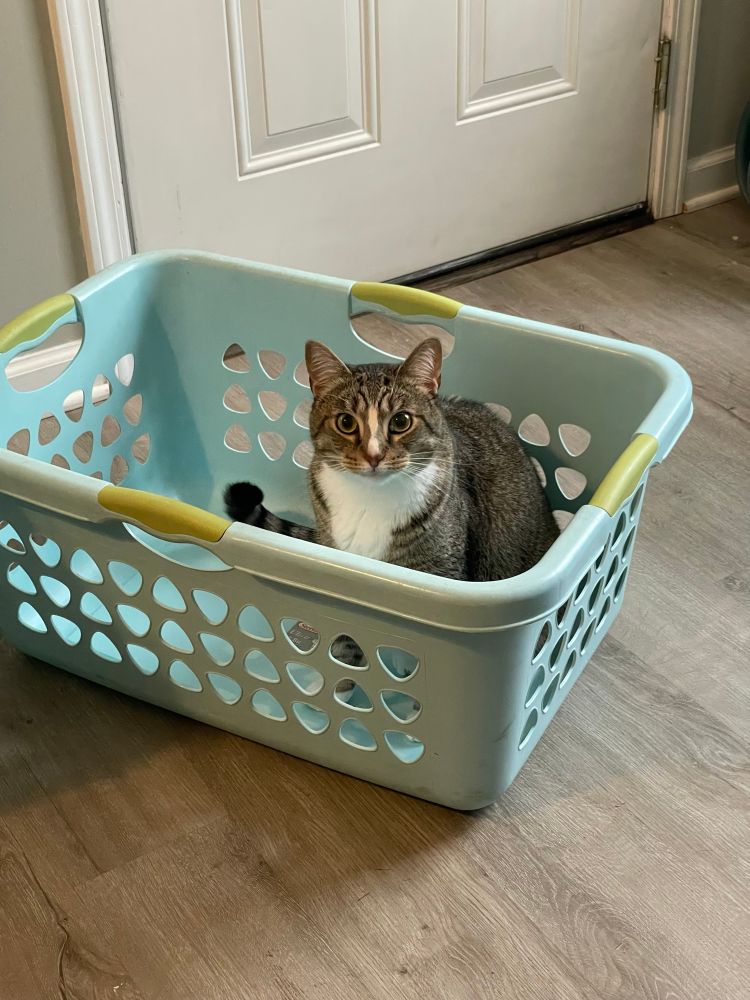 A gray and white tabby cat sitting in a light blue long laundry basket. 