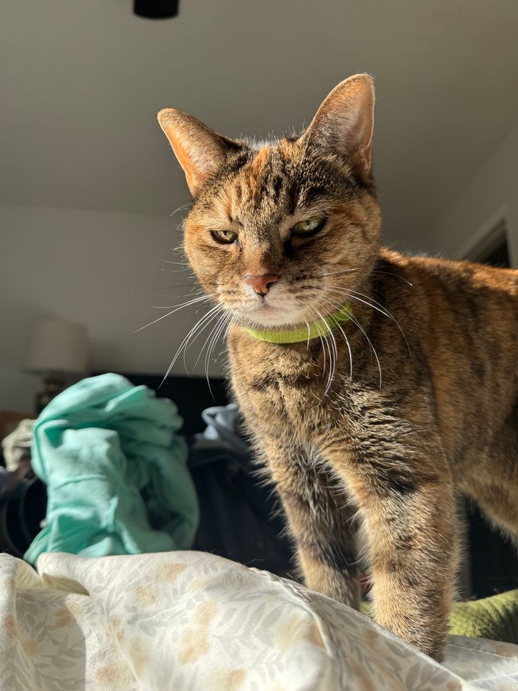 A brown and orange tabby cat, in a yellow green collar, standing on the bed, partially in the sun, looking very displeased. 