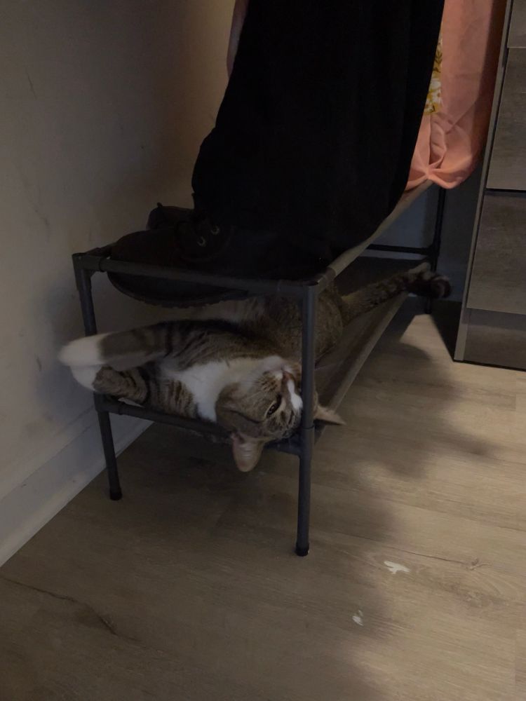 A gray and white tabby cat laying on a shoe rack and rubbing his face against the pole. 