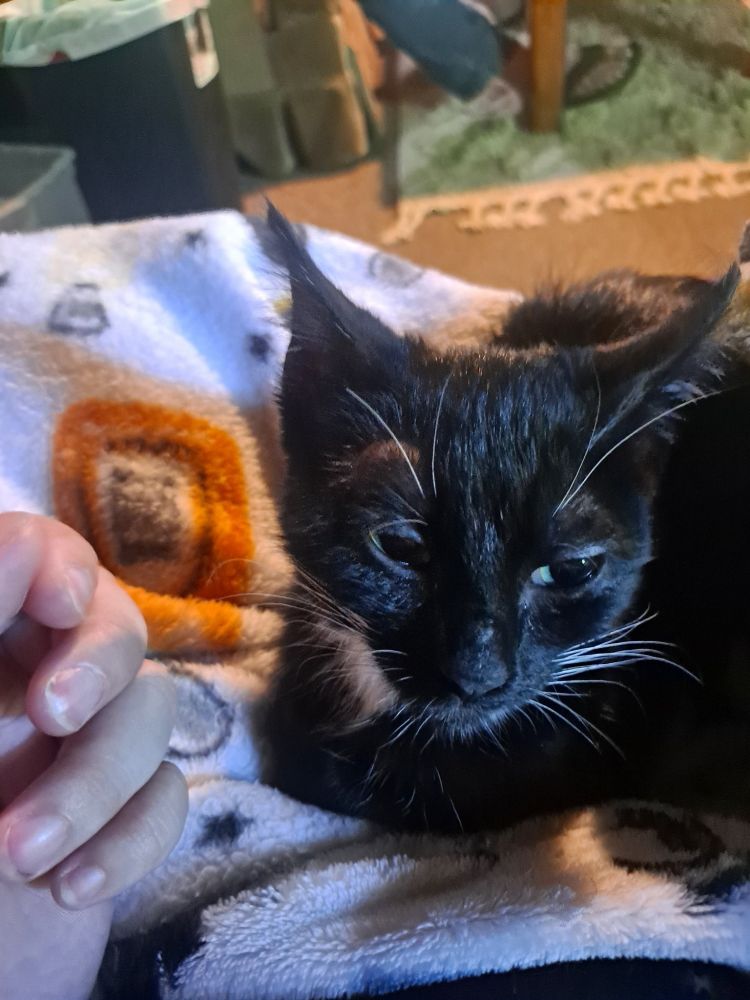 This is my mutual, ChaoticHH's, kitten Pistol they just rescued and they need help covering vet costs, due to the poor baby having botflies under their skin. They're 31% of their goal to cover the vet costs of $400 to get them treated! This little kitten is in so much pain and needs help 💔💔
