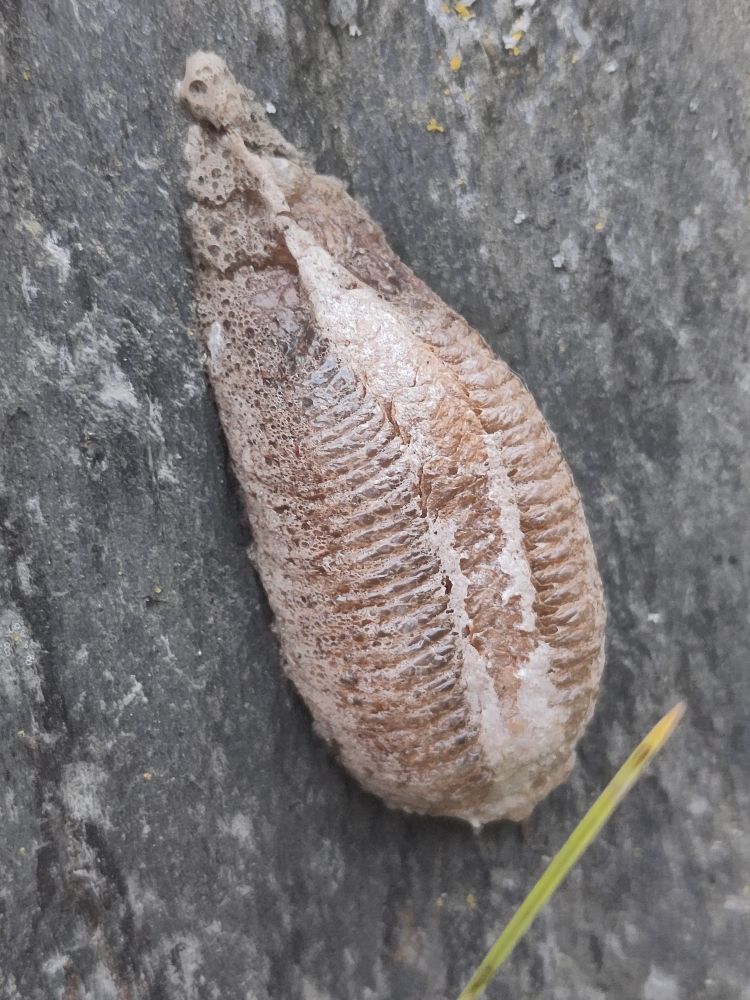 Pale brown tearshaped organic thing stuck to a grey rock. The mass has a lighter band down the centre and trilobite-like ridges to both sides of it. The bits closest to the stone have a vaguely dried-frothy consistency.