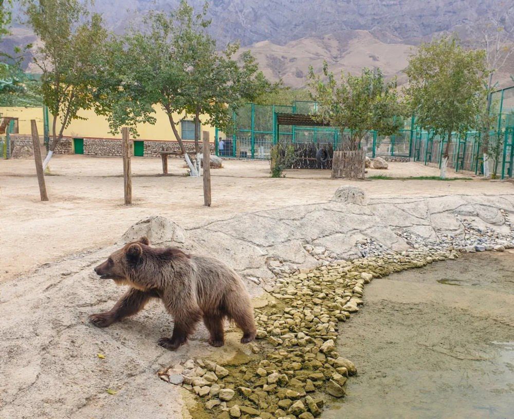 Sumbar the Life-Saving Brown Bear Settles in Ashgabat Zoo - The Times Of Central Asia