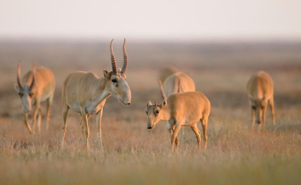 Kazakhstan Now Home to 99% of the World's Saiga Population - The Times Of Central Asia