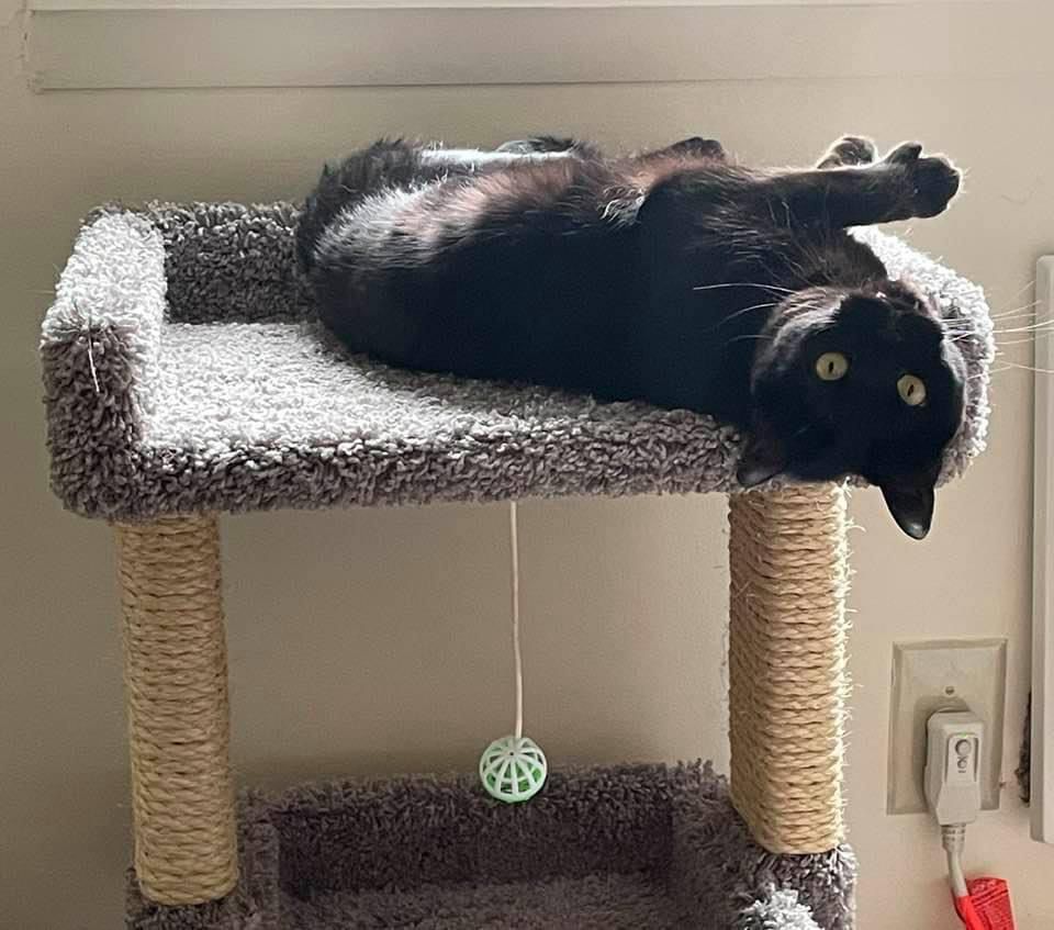 A black cat named Leia upside down on a cat tower