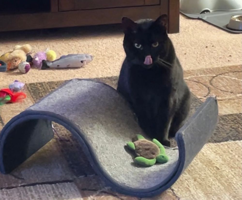A black cat named Leia with her tongue sticking out in front of a scratcher with her favorite turtle toy